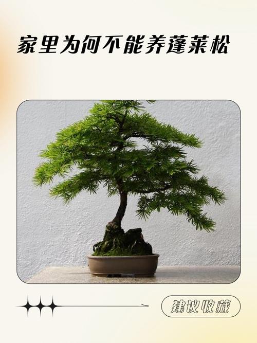 住宅能养松树盆栽吗?-第3张图片-吾爱花网 住宅能养松树盆栽吗?-第3张图片-吾爱花网