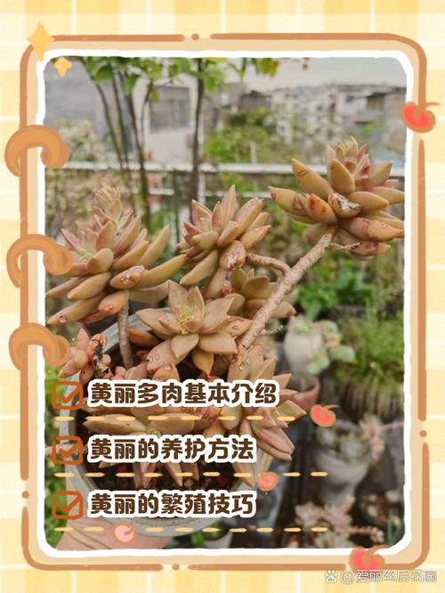 黄丽多肉怎么养才能长得好？-第3张图片-吾爱花网