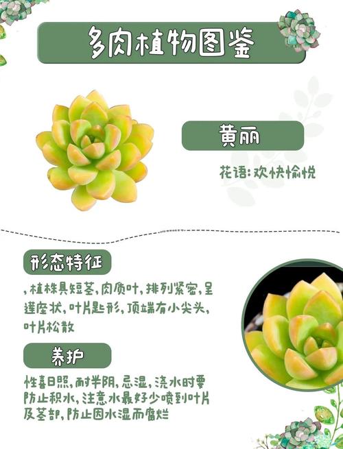 黄丽多肉怎么养才能长得好？-第1张图片-吾爱花网