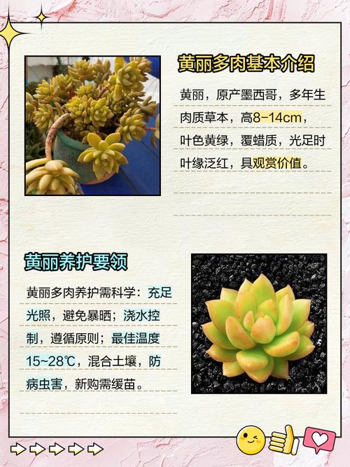 黄丽多肉怎么养才能长得好？-第2张图片-吾爱花网
