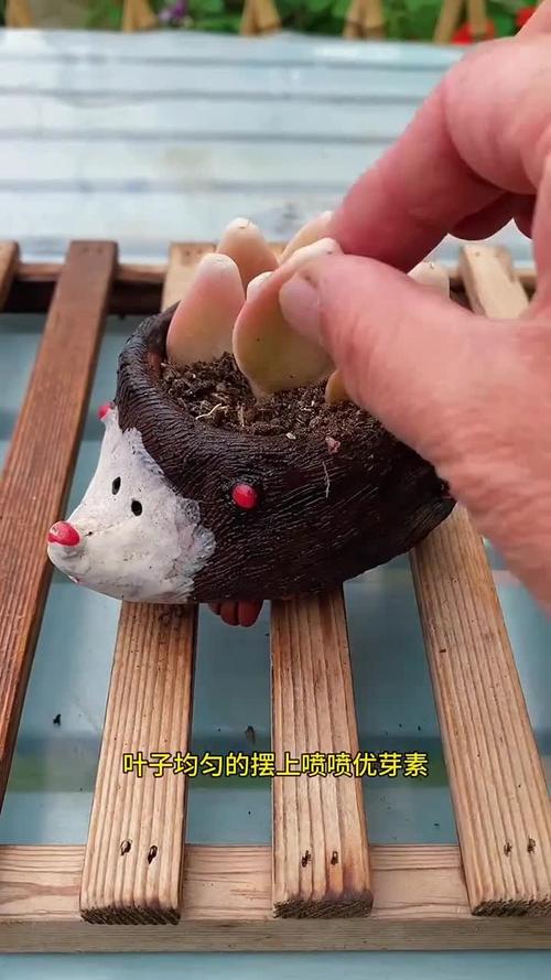 如何让多肉轻松变多头？-第1张图片-吾爱花网