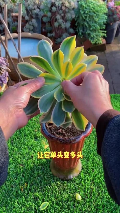 如何让多肉轻松变多头？-第3张图片-吾爱花网