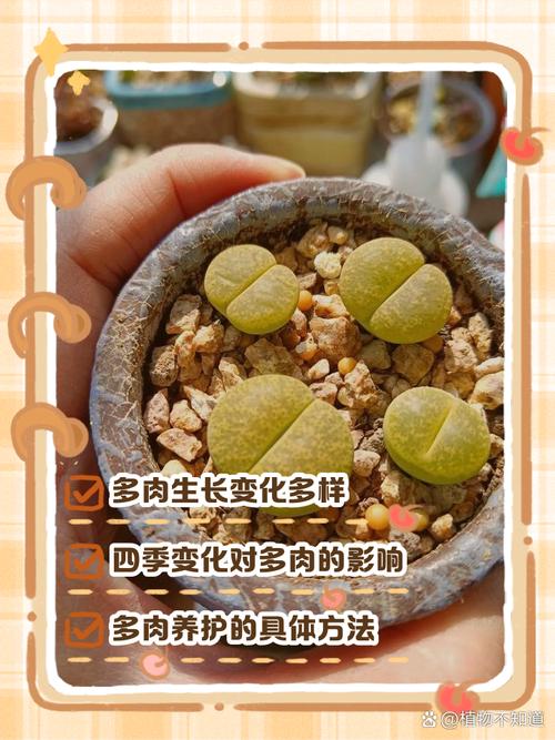 如何让多肉轻松变多头？-第2张图片-吾爱花网