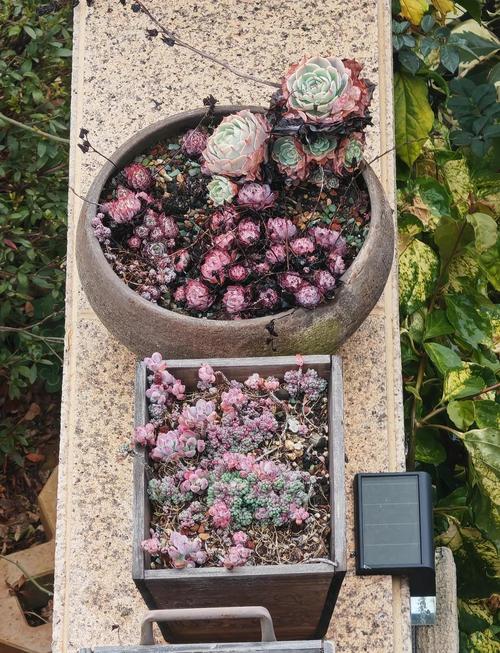 冬天露养多肉，保暖该怎么做？-第1张图片-吾爱花网