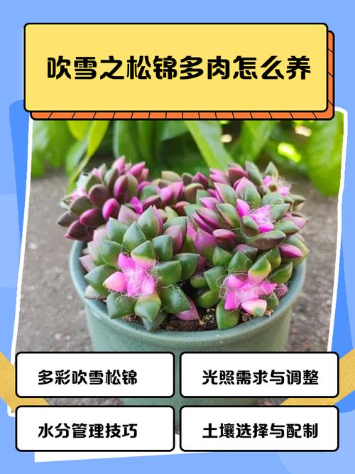 冬天露养多肉，保暖该怎么做？-第3张图片-吾爱花网