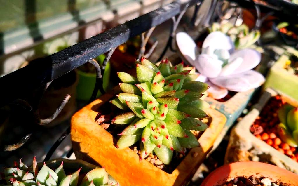 冬天露养多肉，保暖该怎么做？-第2张图片-吾爱花网