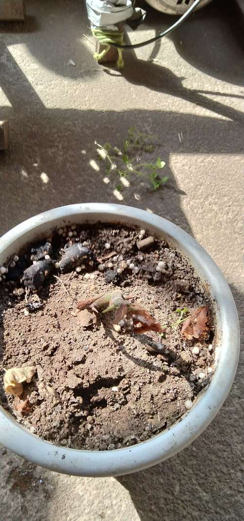 水培植物冬天掉叶怎么办?-第1张图片-吾爱花网 水培植物冬天掉叶怎么办?-第1张图片-吾爱花网