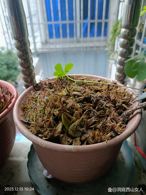 水培植物冬天掉叶怎么办？-第2张图片-吾爱花网