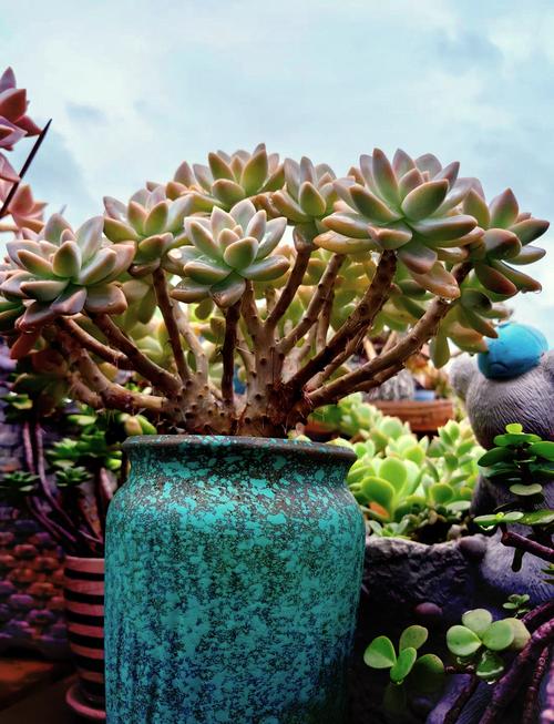 多肉冬天状态最好?-第1张图片-吾爱花网 多肉冬天状态最好?-第1张图片-吾爱花网