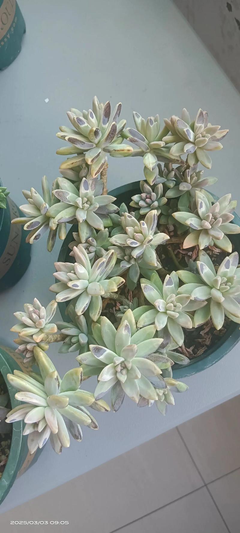 多肉冬天状态最好?-第3张图片-吾爱花网 多肉冬天状态最好?-第3张图片-吾爱花网