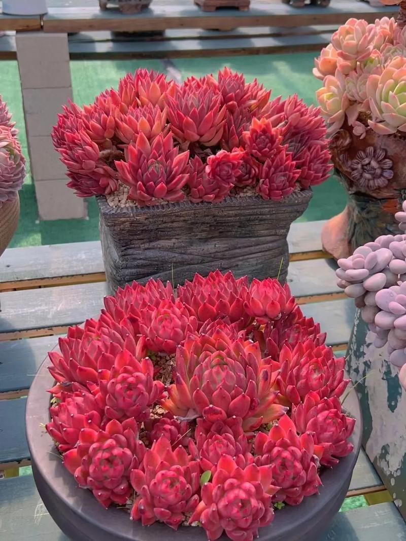 多肉冬天状态最好?-第2张图片-吾爱花网 多肉冬天状态最好?-第2张图片-吾爱花网