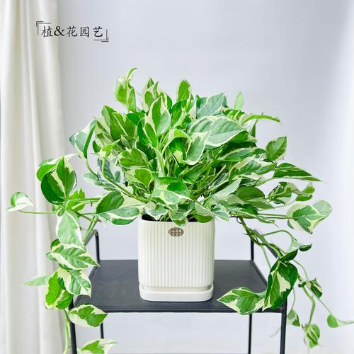 垂藤水培为何偏爱阳光？-第1张图片-吾爱花网