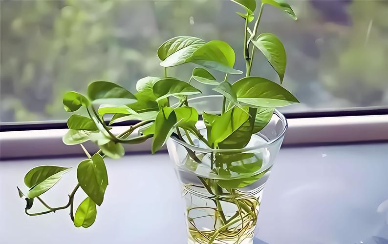 垂藤水培为何偏爱阳光？-第2张图片-吾爱花网