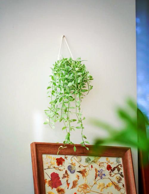 垂藤水培为何偏爱阳光？-第3张图片-吾爱花网