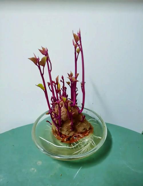 水培红薯为何不发芽？-第1张图片-吾爱花网