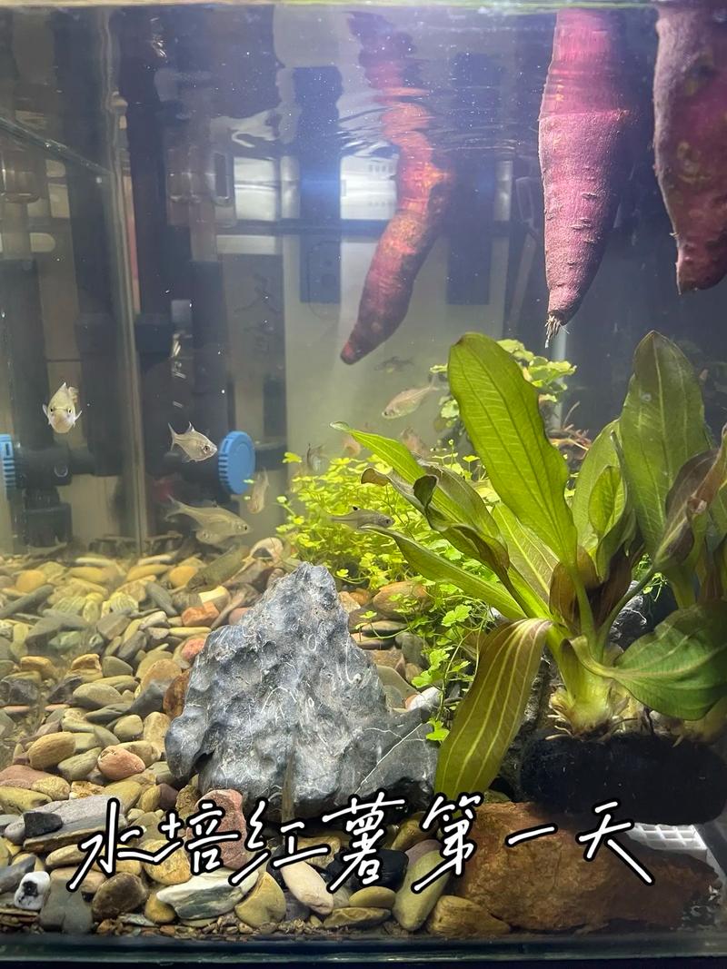 水培红薯为何不发芽？-第3张图片-吾爱花网