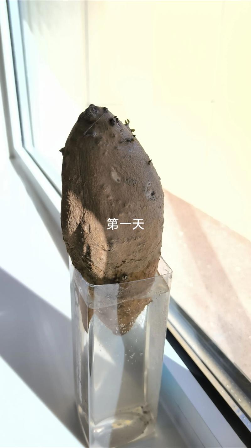 水培红薯为何不发芽？-第2张图片-吾爱花网