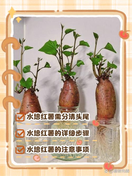 水培红薯直接移栽土里能活吗?-第1张图片-吾爱花网 水培红薯直接移栽土里能活吗?-第1张图片-吾爱花网