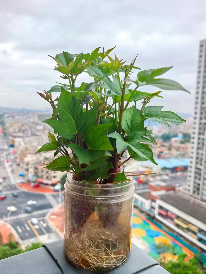 水培红薯直接移栽土里能活吗？-第2张图片-吾爱花网