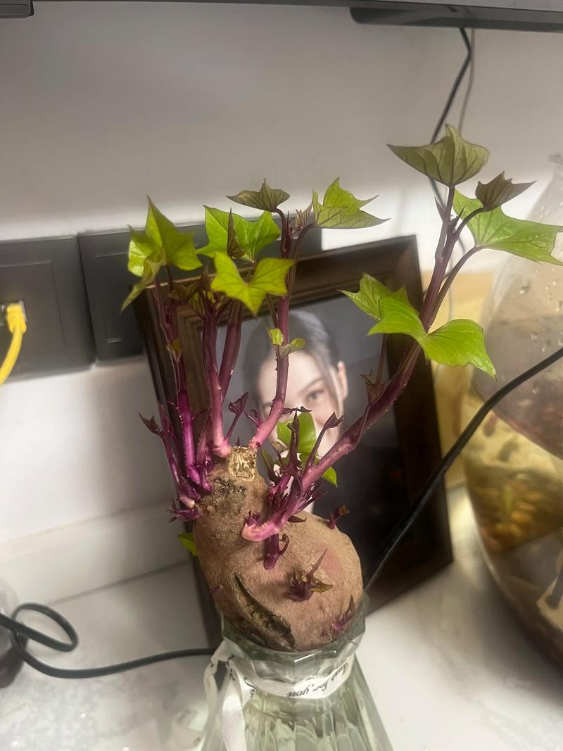 水培红薯直接移栽土里能活吗?-第3张图片-吾爱花网 水培红薯直接移栽土里能活吗?-第3张图片-吾爱花网
