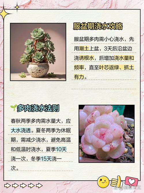 现在种多肉能浇水吗？-第1张图片-吾爱花网