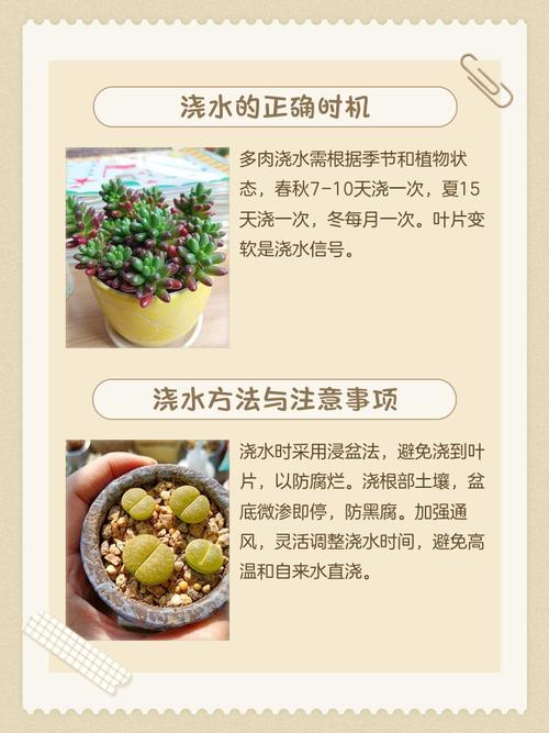 现在种多肉能浇水吗？-第2张图片-吾爱花网