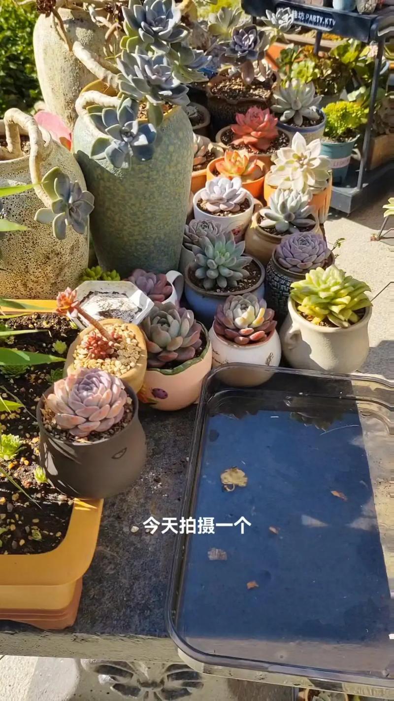 现在种多肉能浇水吗？-第3张图片-吾爱花网