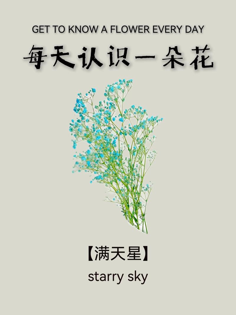 圆锥石头花能盆栽吗？养护技巧有哪些？-第3张图片-吾爱花网