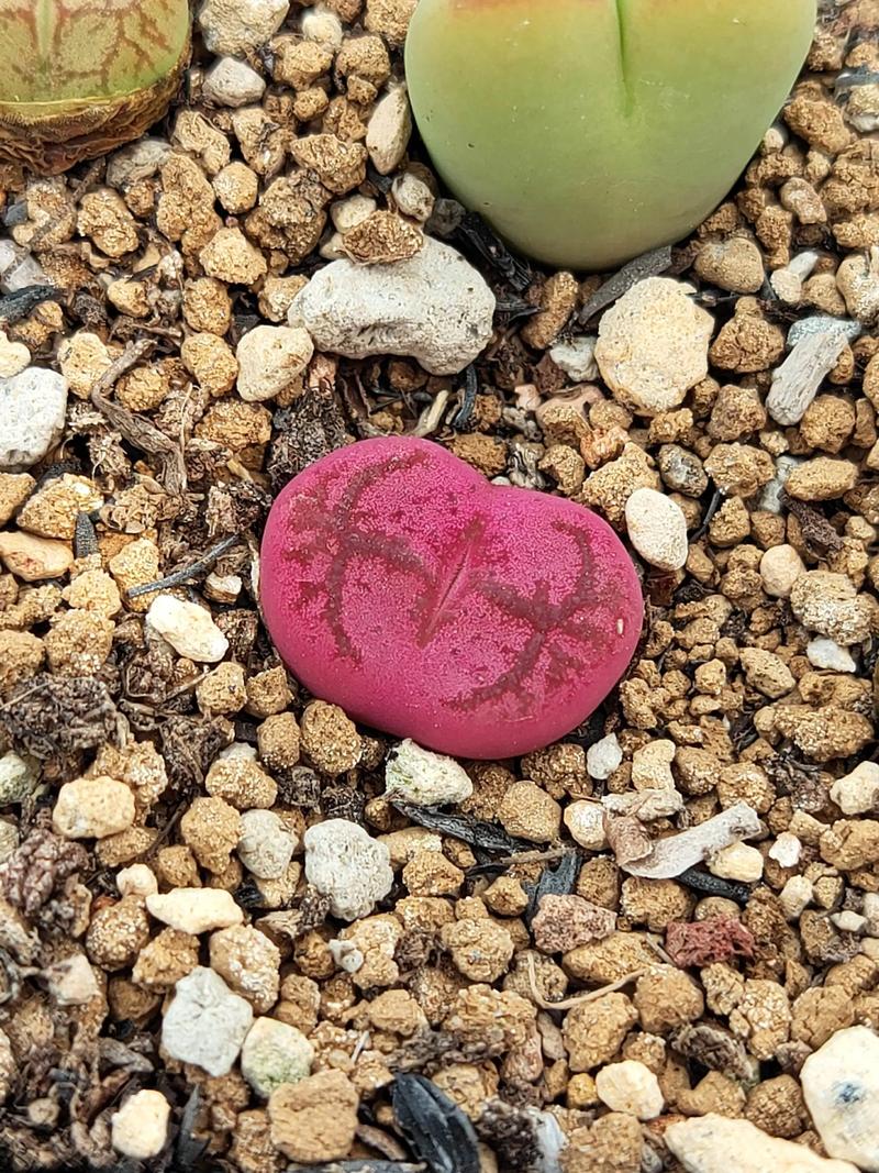 圆锥石头花能盆栽吗？养护技巧有哪些？-第1张图片-吾爱花网