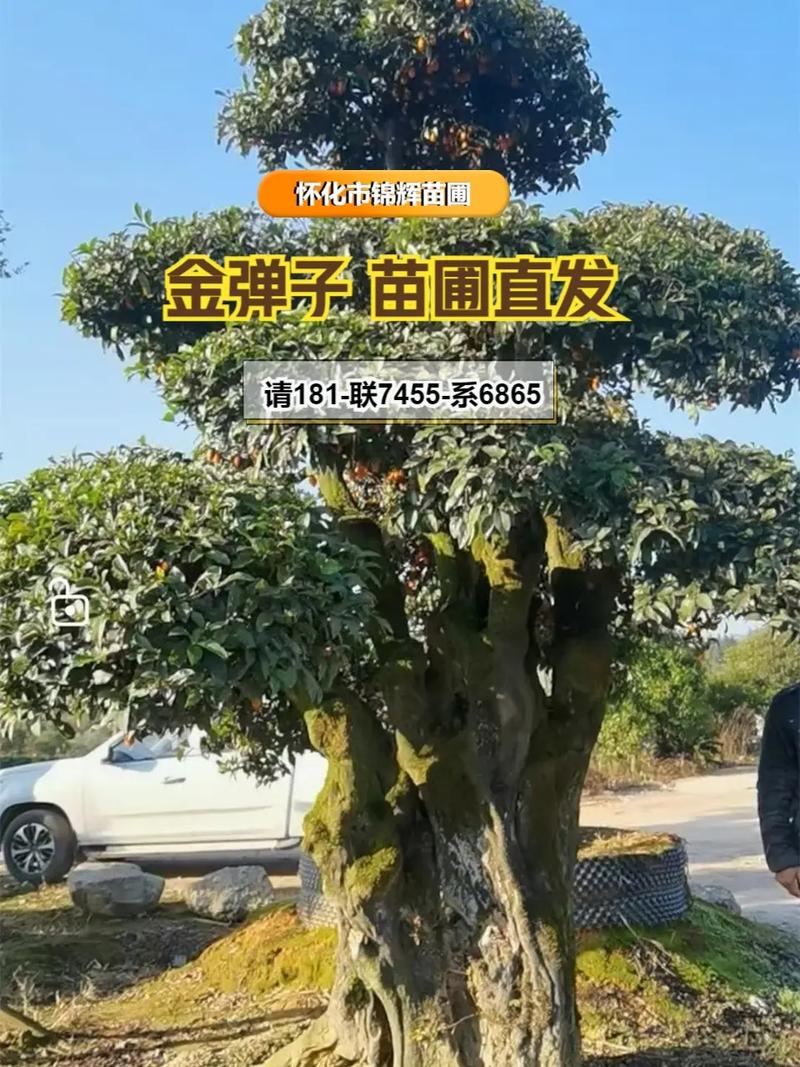 湘西绿化盆栽苗木基地有何特色？-第2张图片-吾爱花网