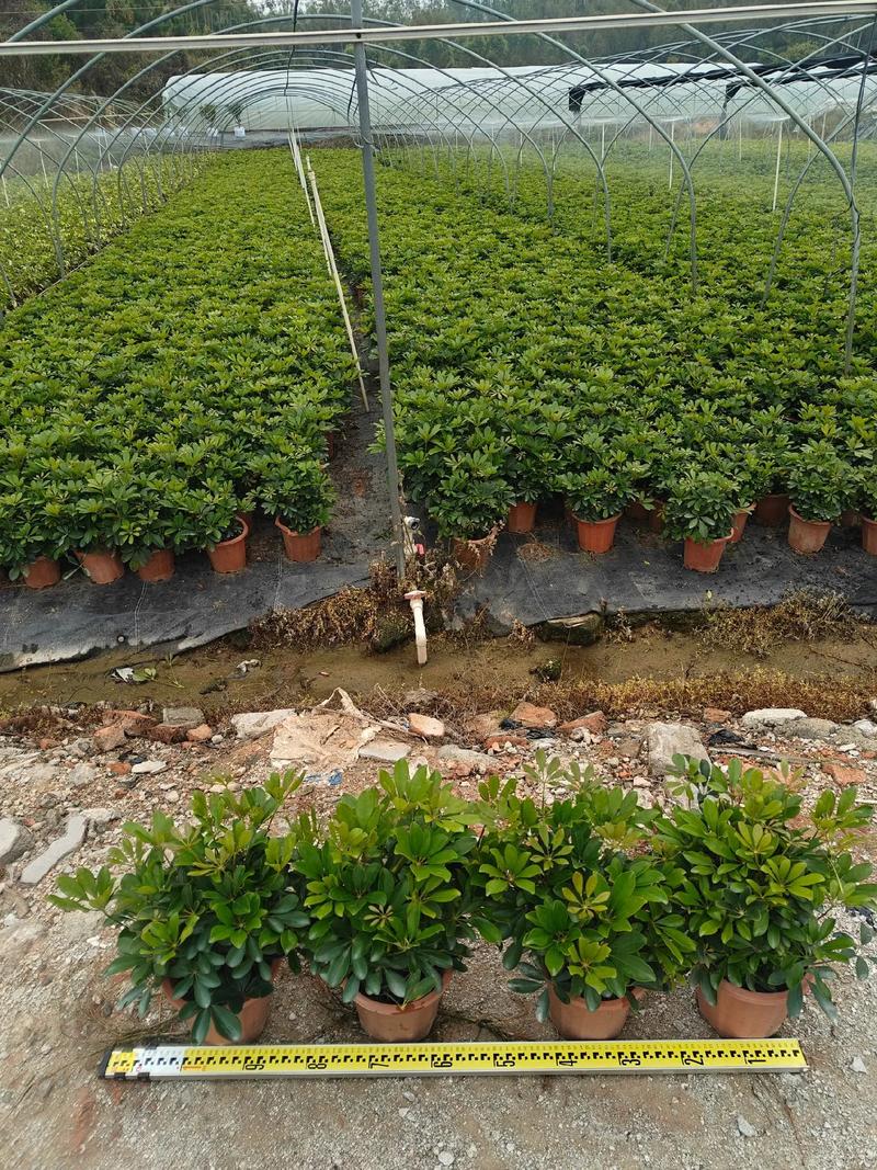 湘西绿化盆栽苗木基地有何特色?-第1张图片-吾爱花网 湘西绿化盆栽苗木基地有何特色?-第1张图片-吾爱花网