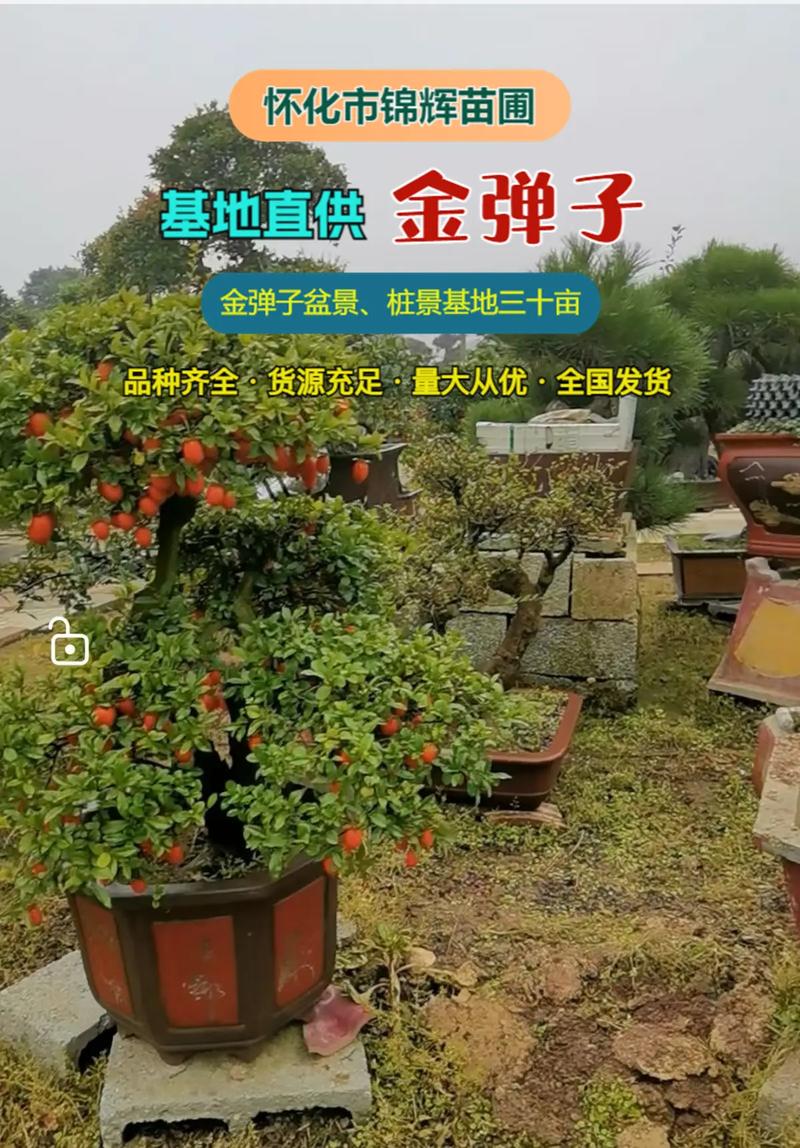 湘西绿化盆栽苗木基地有何特色?-第3张图片-吾爱花网 湘西绿化盆栽苗木基地有何特色?-第3张图片-吾爱花网