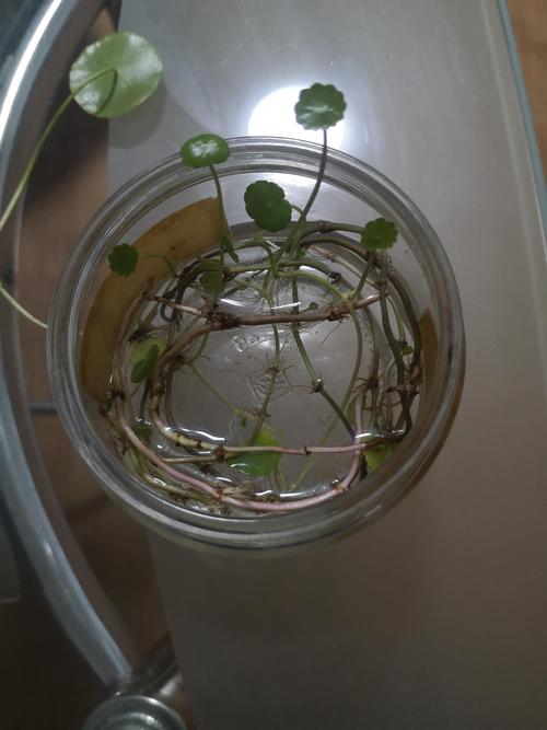 水培铜钱草总发黄怎么办？-第3张图片-吾爱花网