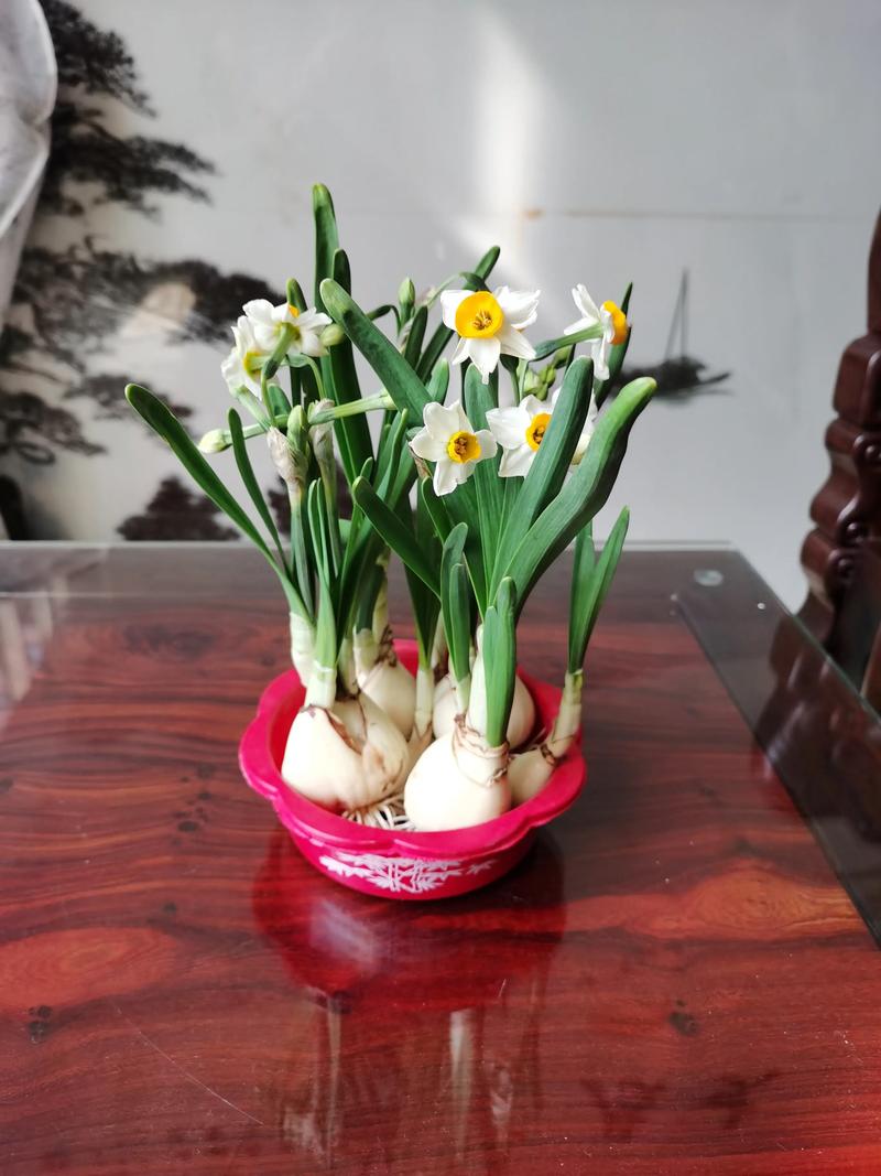 冬天哪些花草能水培？-第1张图片-吾爱花网