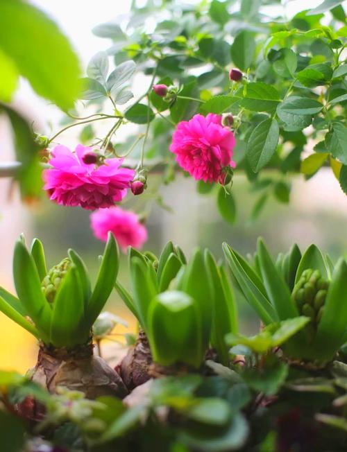 冬天哪些花草能水培？-第2张图片-吾爱花网