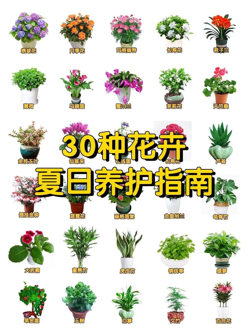 花卉盆栽种植养护要点有哪些？-第2张图片-吾爱花网