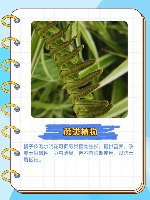 橘子皮泡水能直接水培花吗?-第1张图片-吾爱花网 橘子皮泡水能直接水培花吗?-第1张图片-吾爱花网