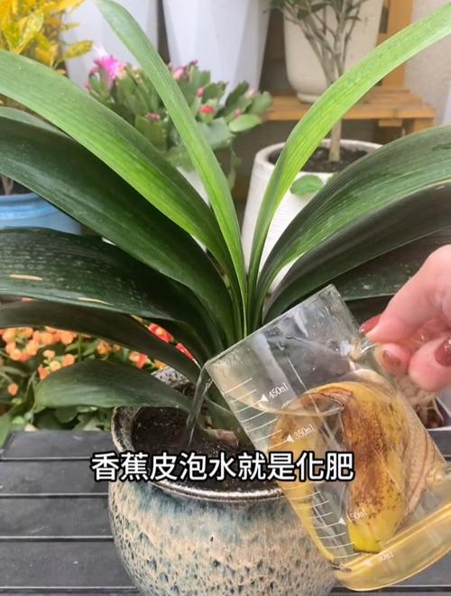 橘子皮泡水能直接水培花吗?-第3张图片-吾爱花网 橘子皮泡水能直接水培花吗?-第3张图片-吾爱花网