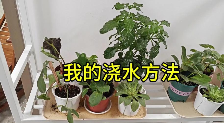 冬天盆栽浇水怎么浇才合适？-第3张图片-吾爱花网