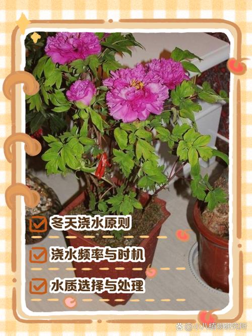 冬天盆栽浇水怎么浇才合适?-第2张图片-吾爱花网 冬天盆栽浇水怎么浇才合适?-第2张图片-吾爱花网