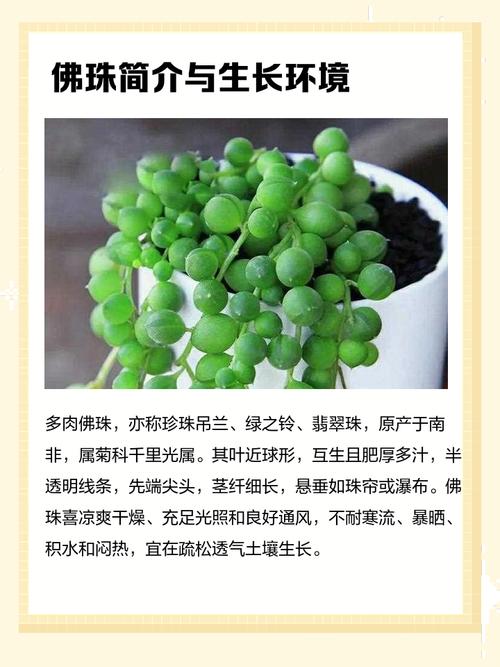 多肉佛珠施肥最佳时间是什么时候?-第1张图片-吾爱花网 多肉佛珠施肥最佳时间是什么时候?-第1张图片-吾爱花网