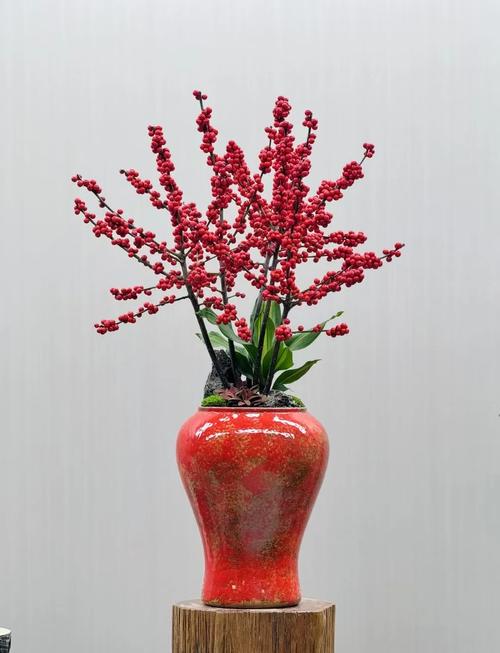 冬天适合买哪些室内盆栽？-第1张图片-吾爱花网