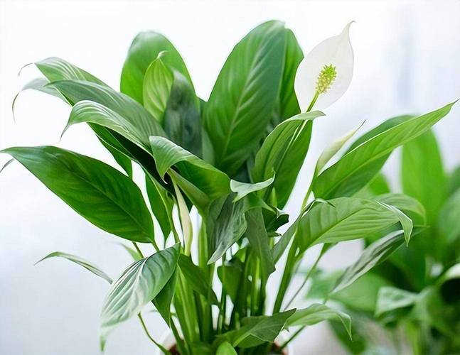 冬天适合买哪些室内盆栽？-第3张图片-吾爱花网