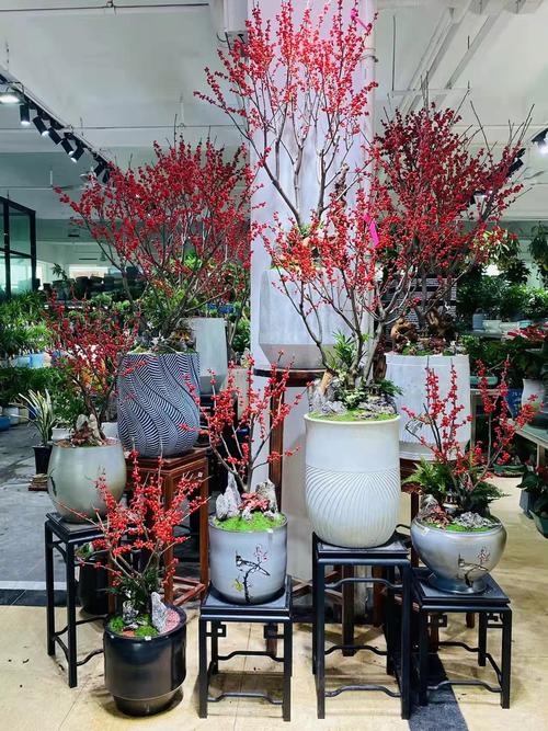 冬天适合买哪些室内盆栽？-第2张图片-吾爱花网