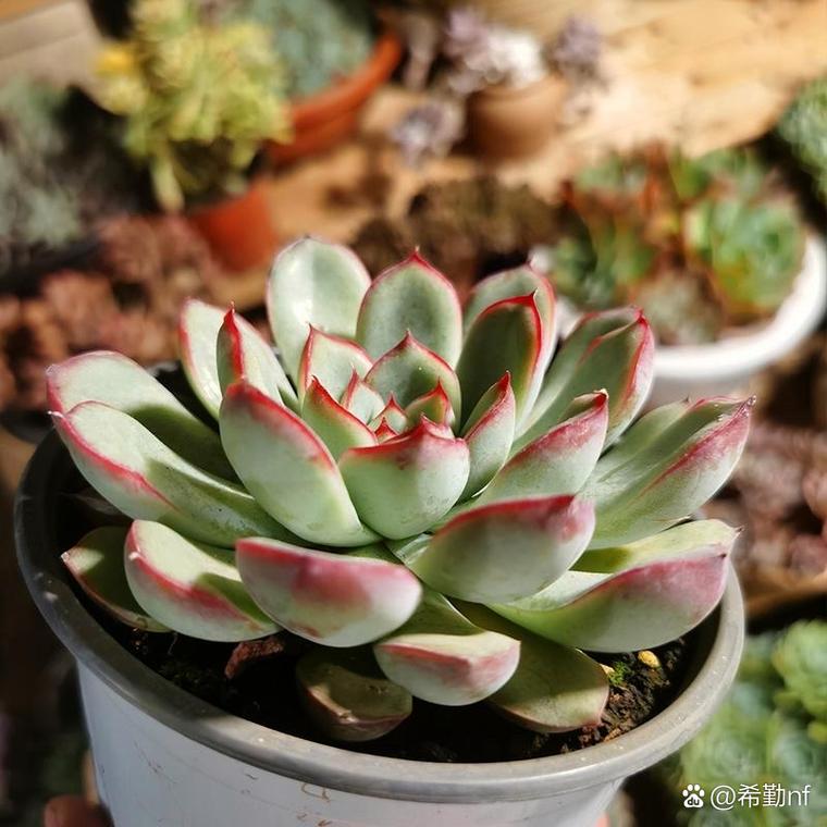 艳姬多肉美在哪?看图揭秘独特魅力-第1张图片-吾爱花网 艳姬多肉美在哪?看图揭秘独特魅力-第1张图片-吾爱花网