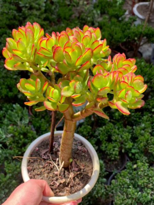 艳姬多肉美在哪?看图揭秘独特魅力-第2张图片-吾爱花网 艳姬多肉美在哪?看图揭秘独特魅力-第2张图片-吾爱花网