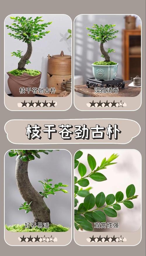 养盆栽趣事好处多,具体有哪些?-第1张图片-吾爱花网 养盆栽趣事好处多,具体有哪些?-第1张图片-吾爱花网