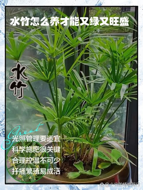 水培绿植需每天喷水吗?-第3张图片-吾爱花网 水培绿植需每天喷水吗?-第3张图片-吾爱花网