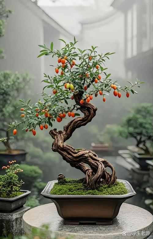 盆栽枸杞落叶是何原因导致？-第1张图片-吾爱花网