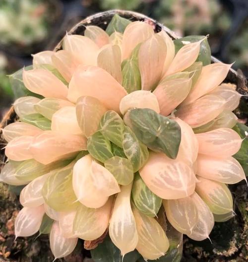 春天养玉露，光照、浇水、施肥要注意啥？-第1张图片-吾爱花网